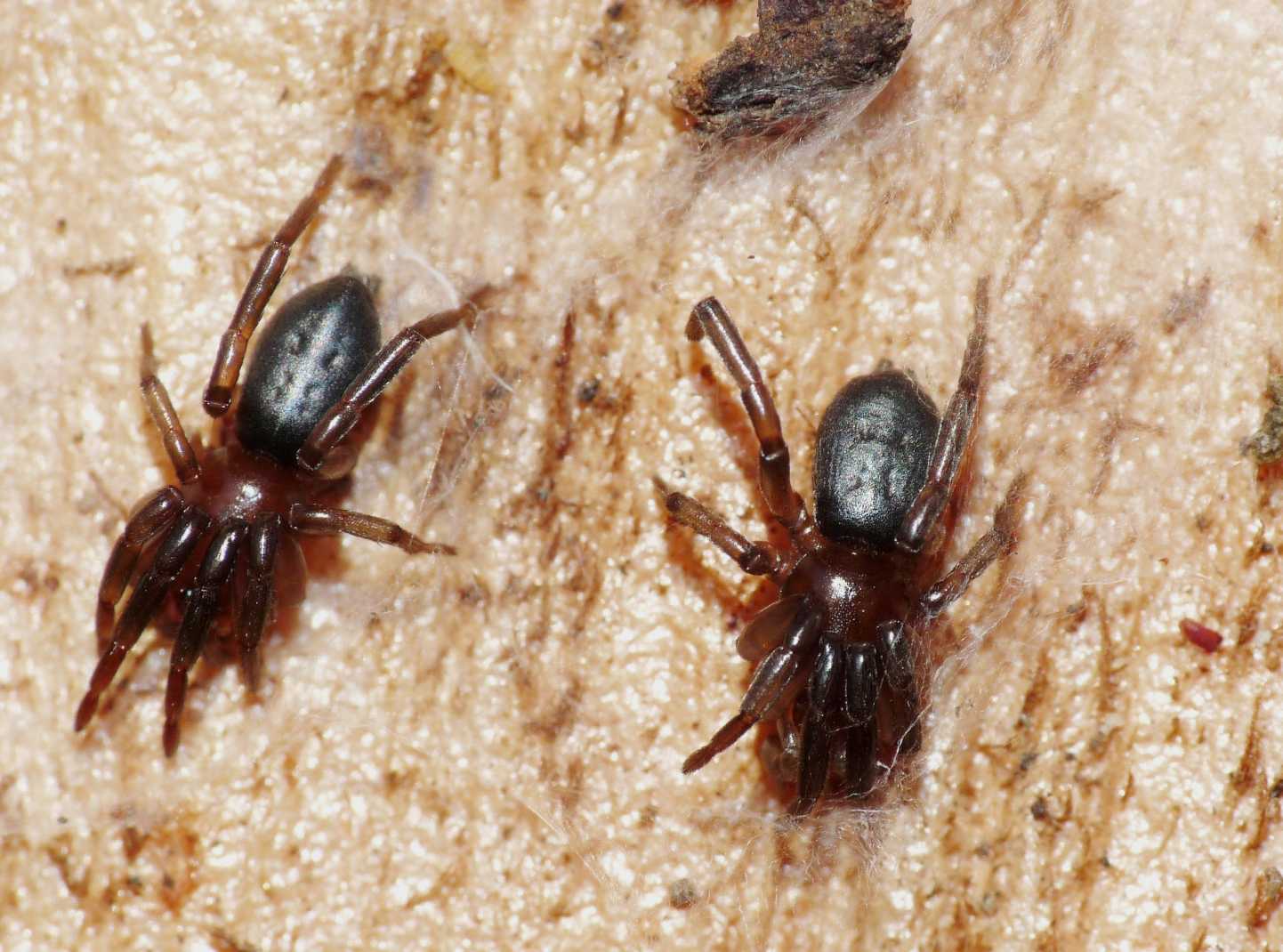 Piccoli Gnaphosidae (Trachyzelotes)